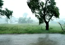 Defesa Civil de Rio Grande monitora impactos das chuvas e orienta população A imagem mostra chuva com vento forte derrubando o galho de uma árvore. O cenário tem uma rua calçada, uma campo e duas árvores.